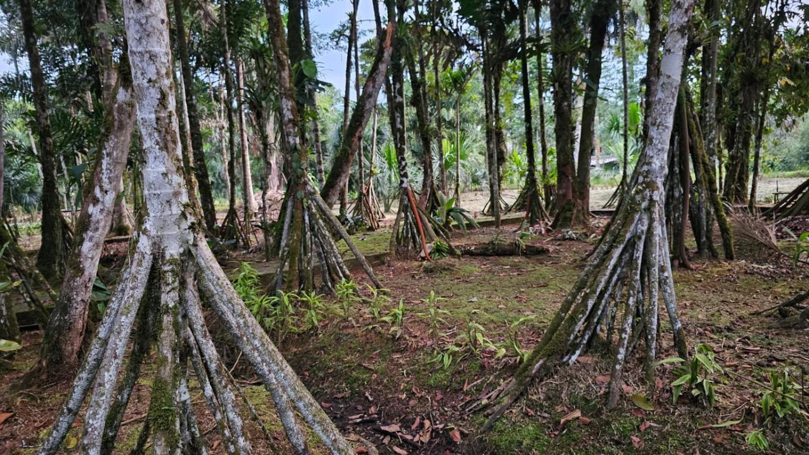 Hosteria Finca El Pigual プヨ エクステリア 写真