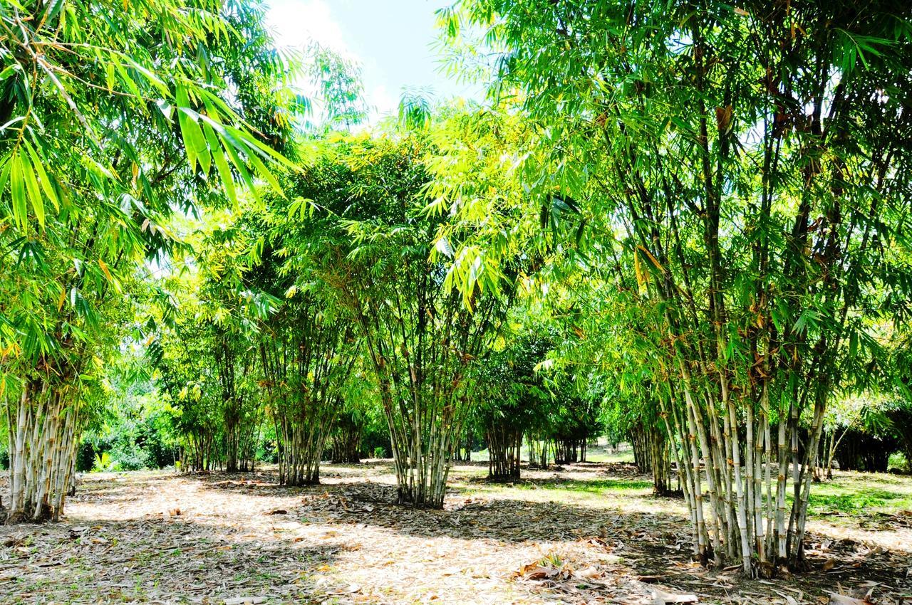 Hosteria Finca El Pigual プヨ エクステリア 写真