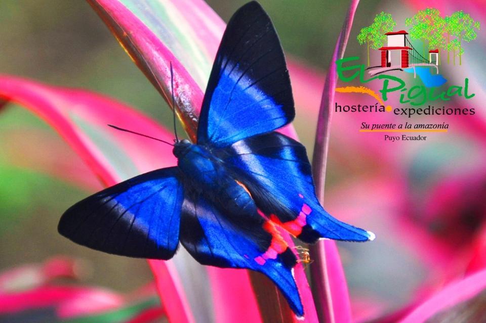 Hosteria Finca El Pigual プヨ エクステリア 写真
